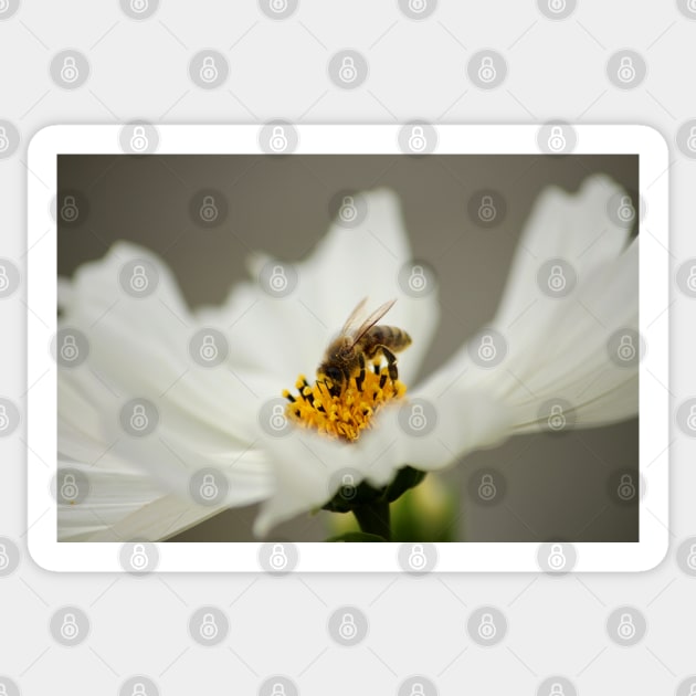 Busy bee Sticker by SandiLin